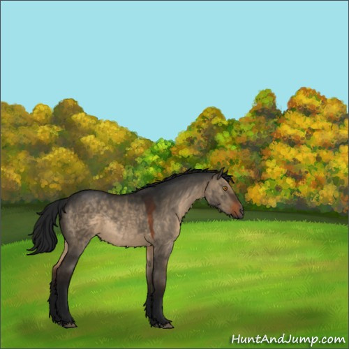 Horse Color:Gray Brown Dun Rabicano 