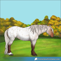 Horse Color:Silver Brown Roan Dun Appaloosa Rabicano 