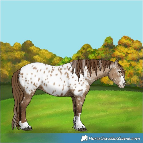 Horse Color:Gray Grullo Pearl Appaloosa Brindle 