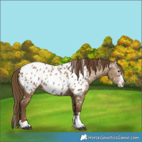 Horse Color:Gray Grullo Pearl Appaloosa Brindle 