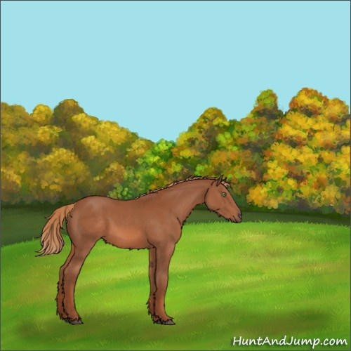 Horse Color:Chestnut 