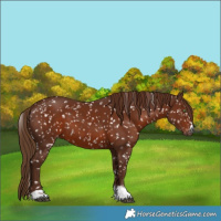 Horse Color:Gray Chestnut Snowflake Varnish