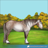 Horse Color:Gray Black Pearl Snowflake Varnish 