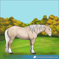 Horse Color:Silver Grullo Pearl Appaloosa Rabicano Brindle 
