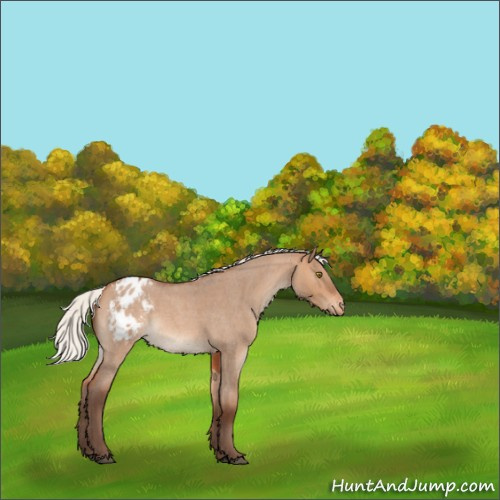 Horse Color:Silver Bay Roan Dun Appaloosa Rabicano 