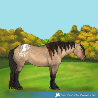 Horse Color:Gray Bay Dun Varnish Rabicano 