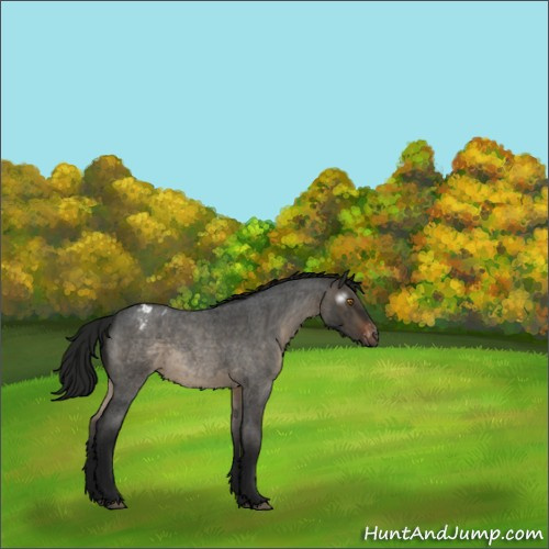 Horse Color:Gray Brown Roan Dun Appaloosa Rabicano 