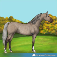Horse Color:Silver Brown Dun Rabicano 