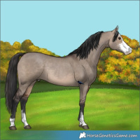 Horse Color:Brown Dun Sabino Rabicano 
