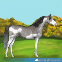 Horse Color:Grullo Splash Rabicano 