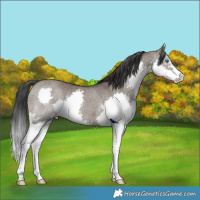 Horse Color:Grullo Splash Rabicano 