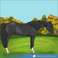Horse Color:Black Rabicano 