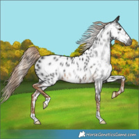 Horse Color:Gray Chocolate Palomino Appaloosa Rabicano 