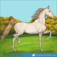 Horse Color:Smoky Grullo Pearl Rabicano