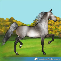 Horse Color:Gray Brown Dun Rabicano