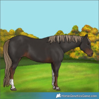 Horse Color:Liver Chestnut Tobiano 