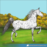 Horse Color:Black Appaloosa Rabicano 
