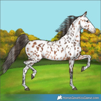 Horse Color:Bay Near Leopard Rabicano 