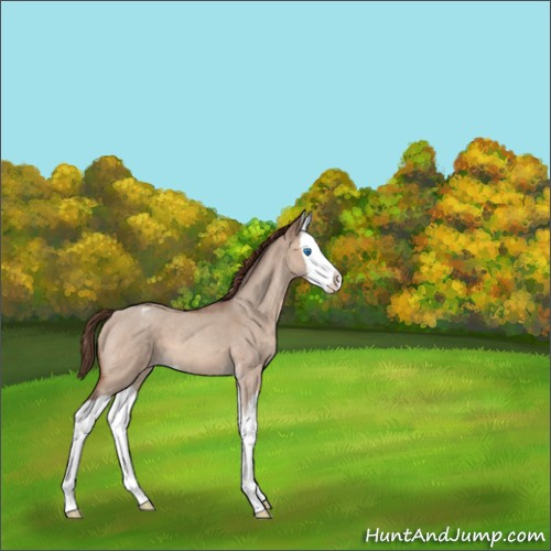 Horse Color:Sable Champagne Roan Dun Splash Appaloosa 