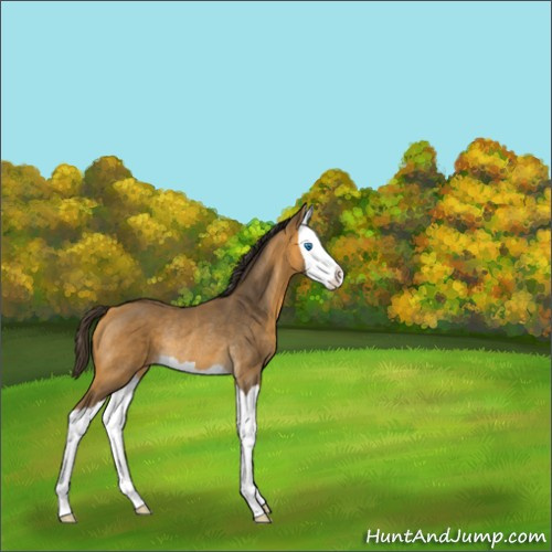Horse Color:Unknown 