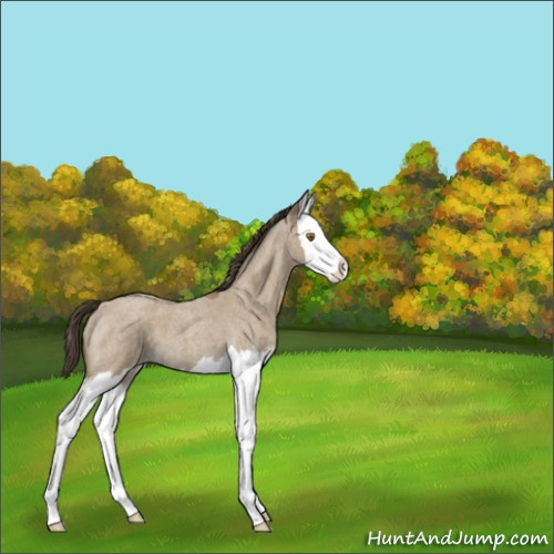 Horse Color:Unknown 