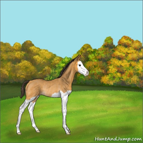 Horse Color:Unknown 