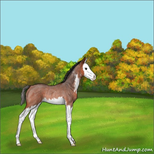 Horse Color:Unknown 