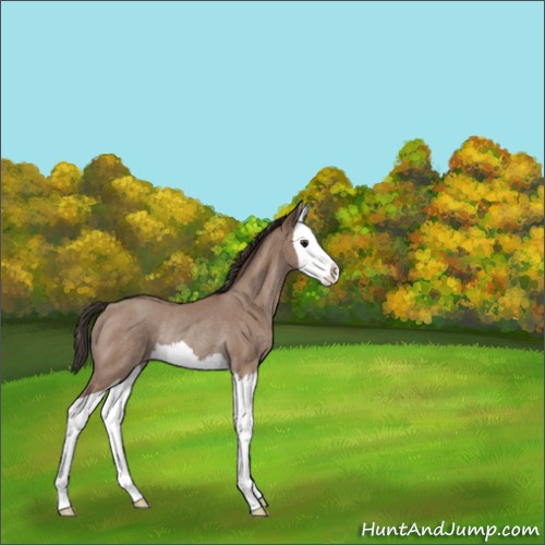 Horse Color:Unknown 