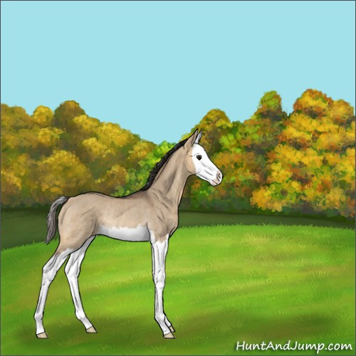 Horse Color:Unknown 