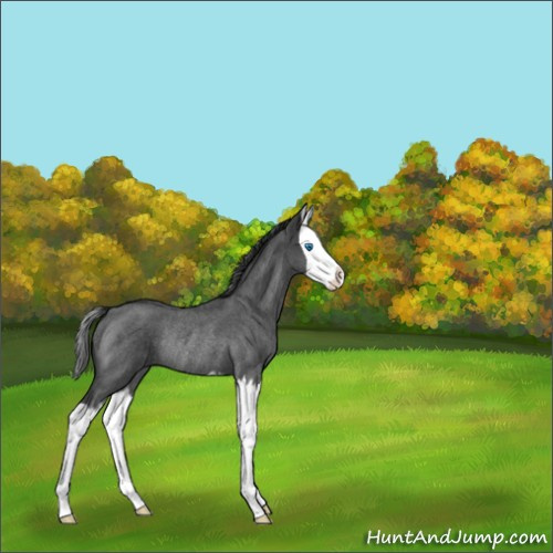 Horse Color:Unknown 