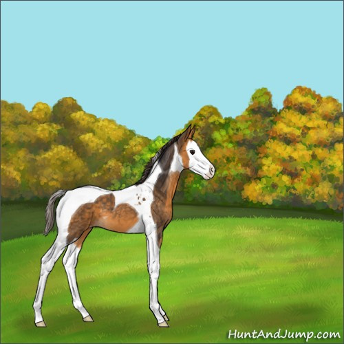 Horse Color:Unknown 