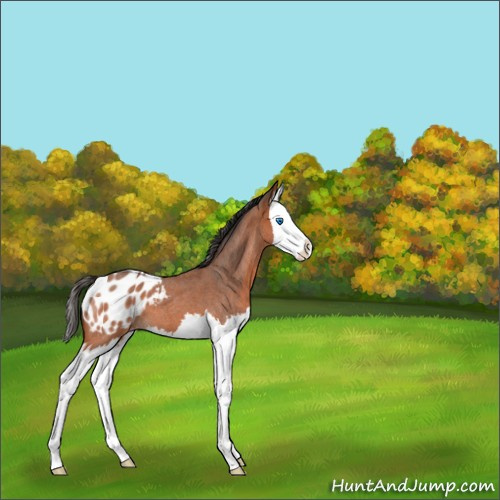 Horse Color:Unknown 