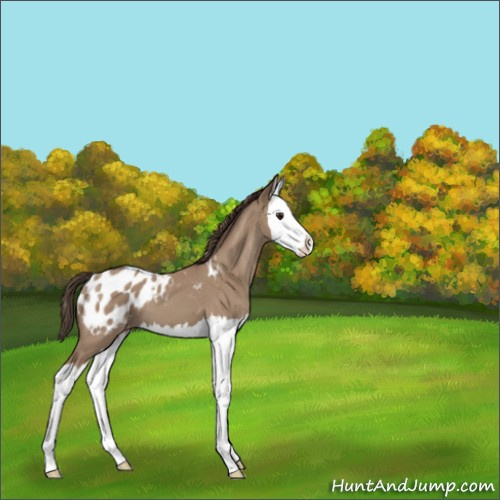 Horse Color:Unknown 