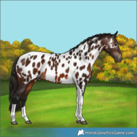 Horse Color:Gray Bay Tobiano Appaloosa
