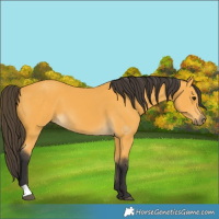 Horse Color:Buckskin 