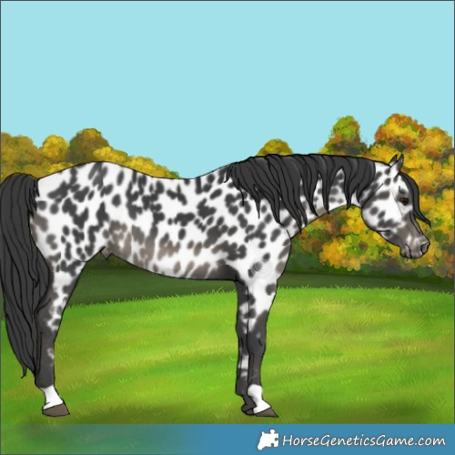 Horse Color:Black Appaloosa 