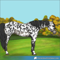 Horse Color:Black Near Leopard 