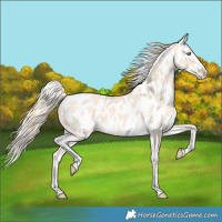 Horse Color:Perlino Near Leopard 