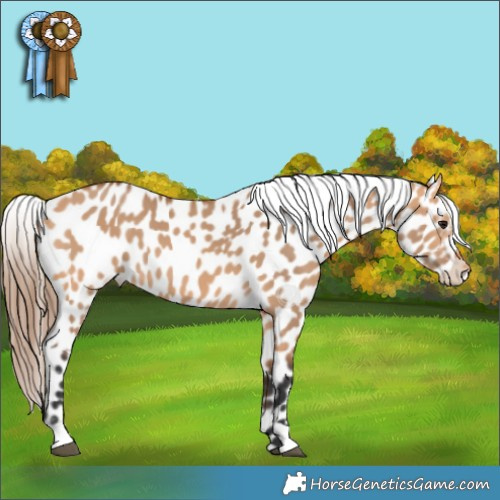 Horse Color:Bay Dun Appaloosa 