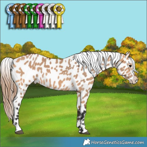 Horse Color:Bay Dun Appaloosa 