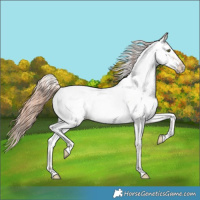 Horse Color:Gold Champagne Dun Appaloosa