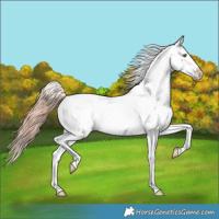 Horse Color:Gold Champagne Dun Appaloosa 
