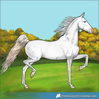 Horse Color:Buckskin Pearl Snowflake Varnish