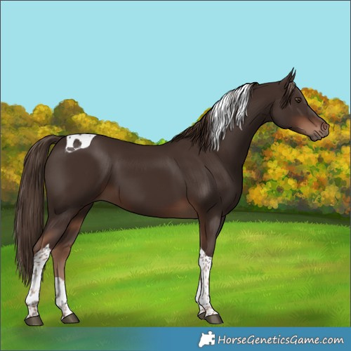 Horse Color:Liver Chestnut Tobiano 