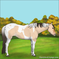 Horse Color:Bay Dun Tobiano 