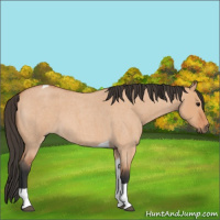 Horse Color:Bay Roan Dun Tobiano 