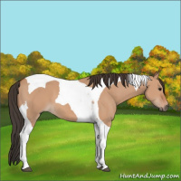 Horse Color:Bay Dun Tobiano 
