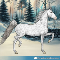 Horse Color:Smoky Black Appaloosa 