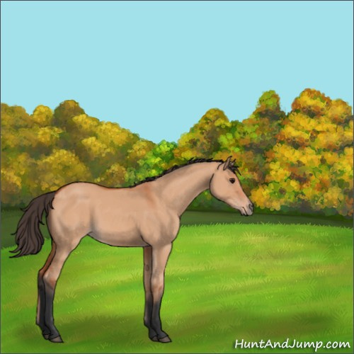 Horse Color:Bay Dun 