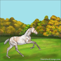 Horse Color:White Spotted Silver Bay Dun Mushroom Appaloosa Rabicano 